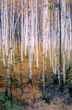 tall_birch