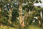 trees